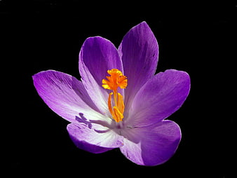 Purple Crocus Flower Close-Up on Black Background
