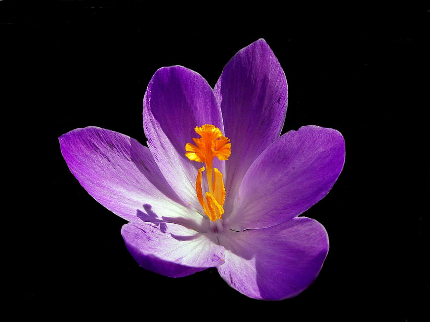 Purple Crocus Flower Close-Up on Black Background