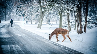 Deer Grazing on Snowy Roadside in Winter Forest