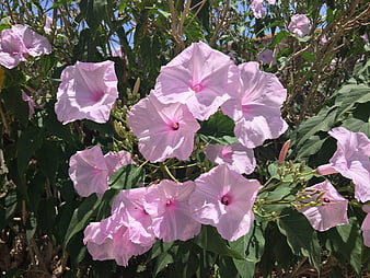 Pink Morning Glory Flowers Blooming in Sunlight