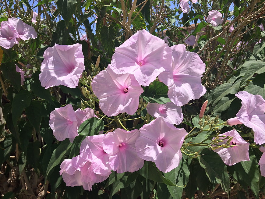 Pink Morning Glory Flowers Blooming in Sunlight