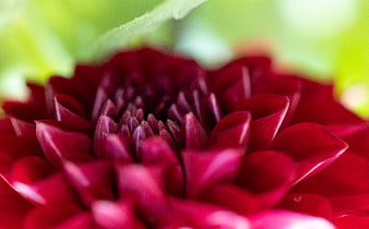 Close-up of a vibrant red dahlia flower with green background