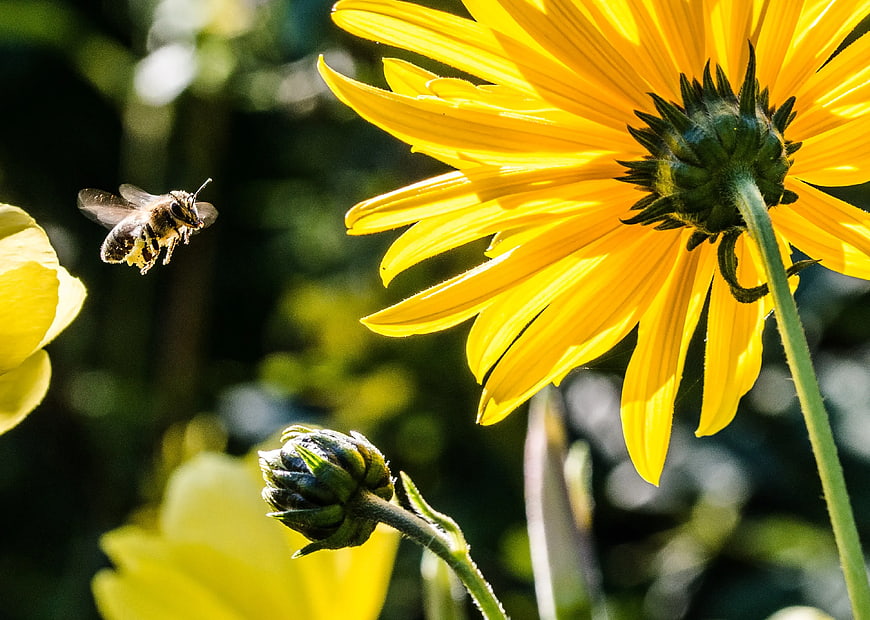 Honeybee Flying Towards Yellow Flower in Sunlight