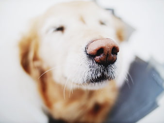 Close-up of Golden Retriever Nose and Snout
