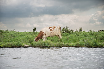 Brown and white cow grazing by a river under cloudy sky