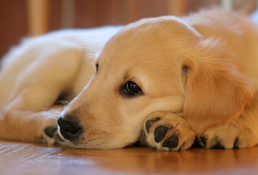 Golden Retriever Puppy Lying Down On Wooden Floor
