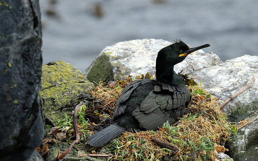 European Shag Bird Nesting on Rocky Coastline
