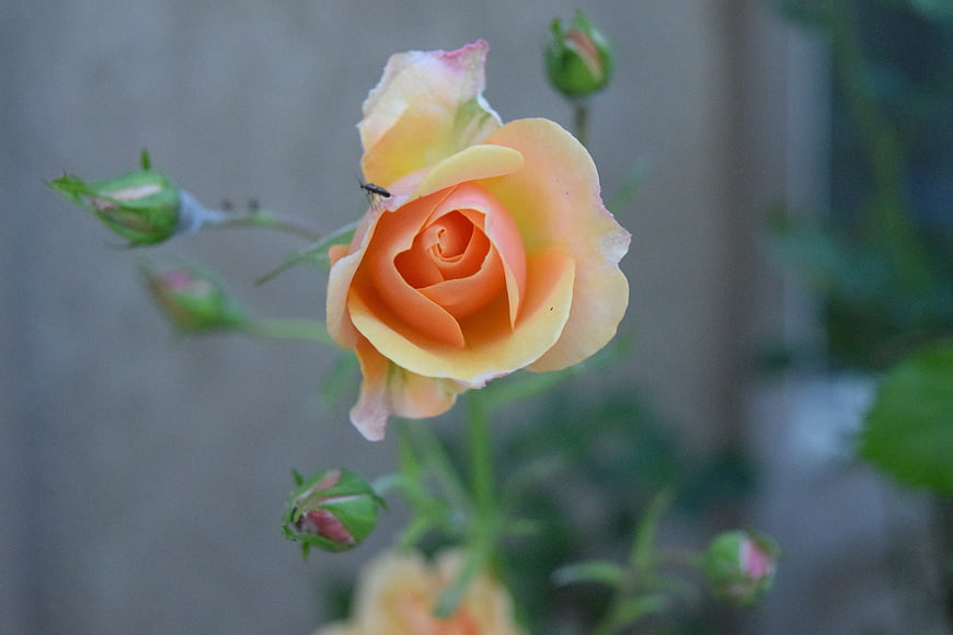 Close-up of a peach and yellow rose with a small fly