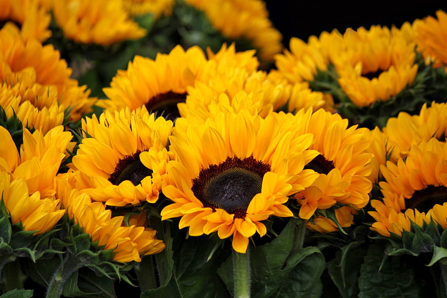 Vibrant Yellow Sunflowers in Full Bloom Close-Up
