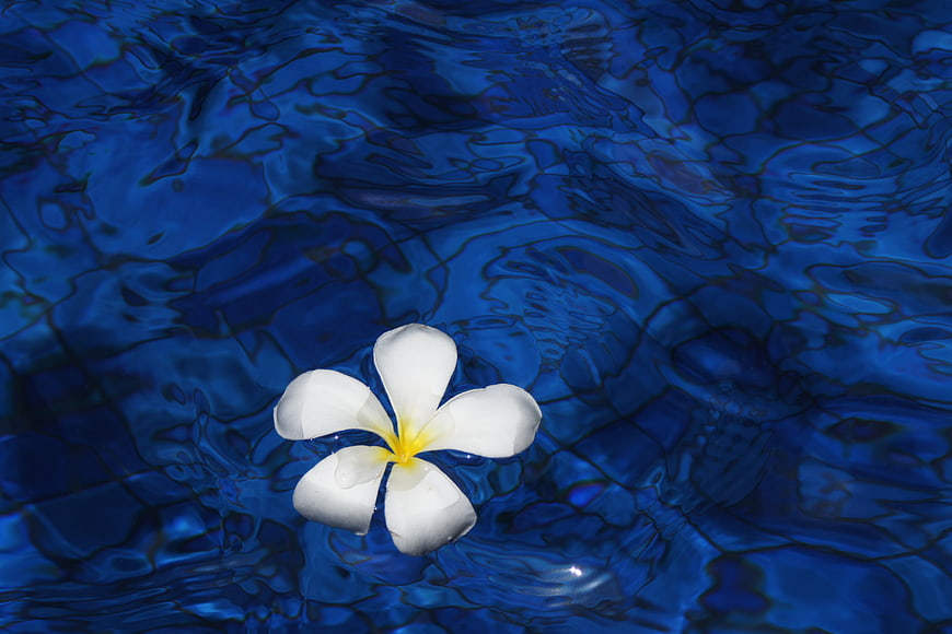 White Plumeria Flower Floating on Blue Pool Water