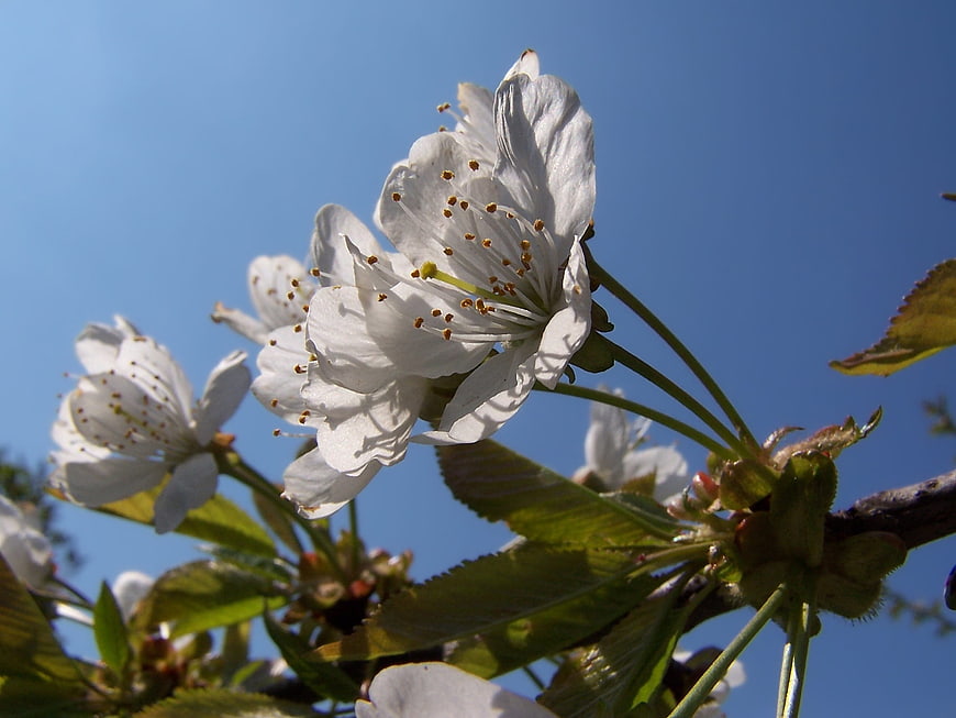 White cherry blossoms blooming against a clear blue sky