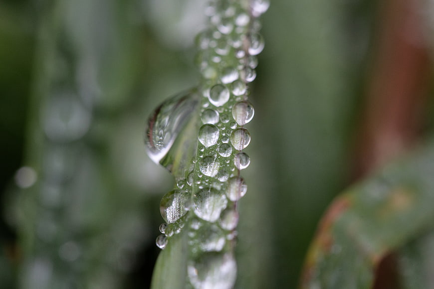 Macro Close-Up of Water Droplets on Green Grass Blade