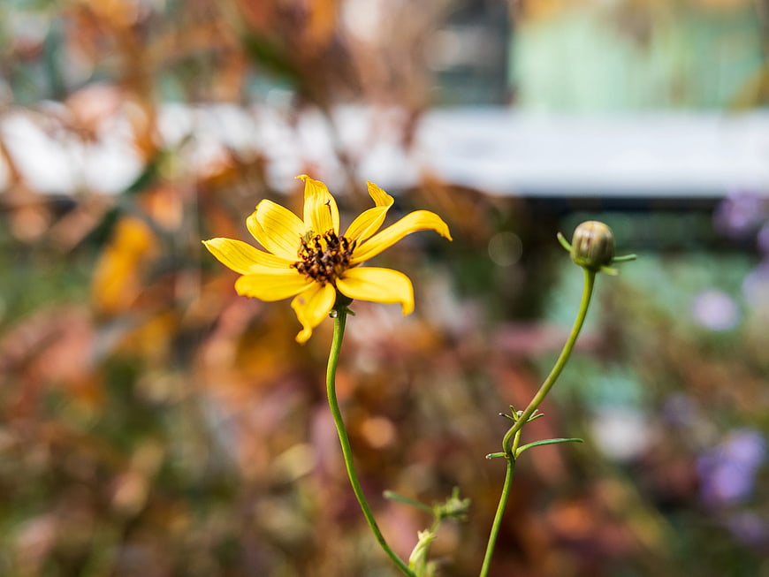 Yellow Wildflower with Bud in Blurred Garden