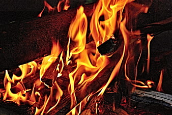 Close-up of burning firewood with bright orange flames