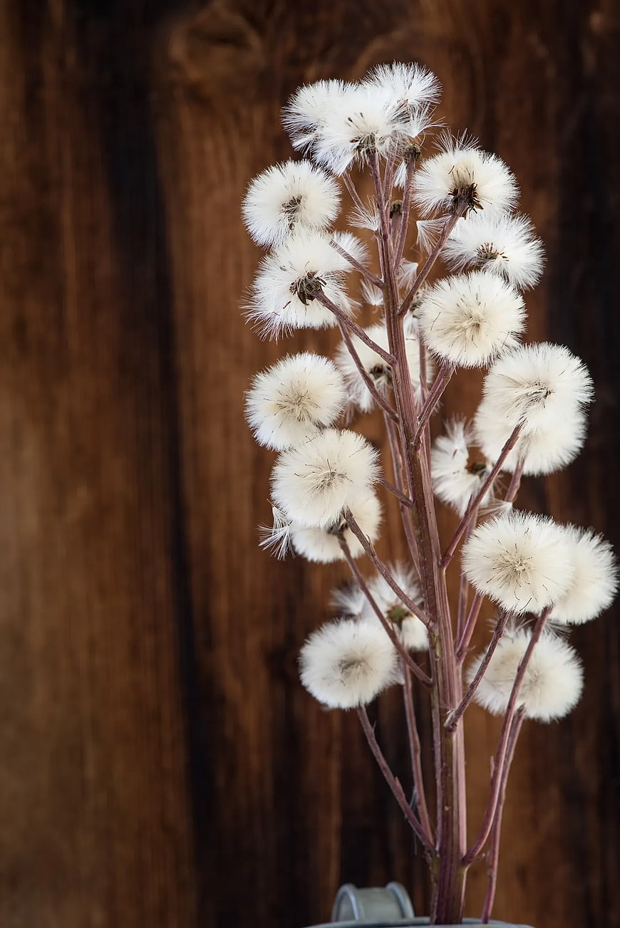 Dried Dandelion Seed Heads in a Vase on Wooden Background