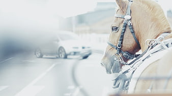 Close-up of a horse carriage on a city street