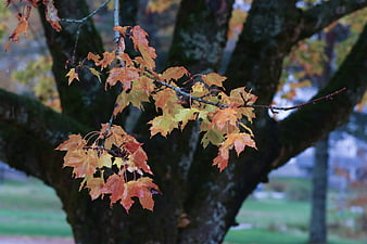 Autumn maple leaves on a mossy tree branch