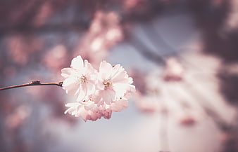 Soft Focus Pink Cherry Blossoms on Branch