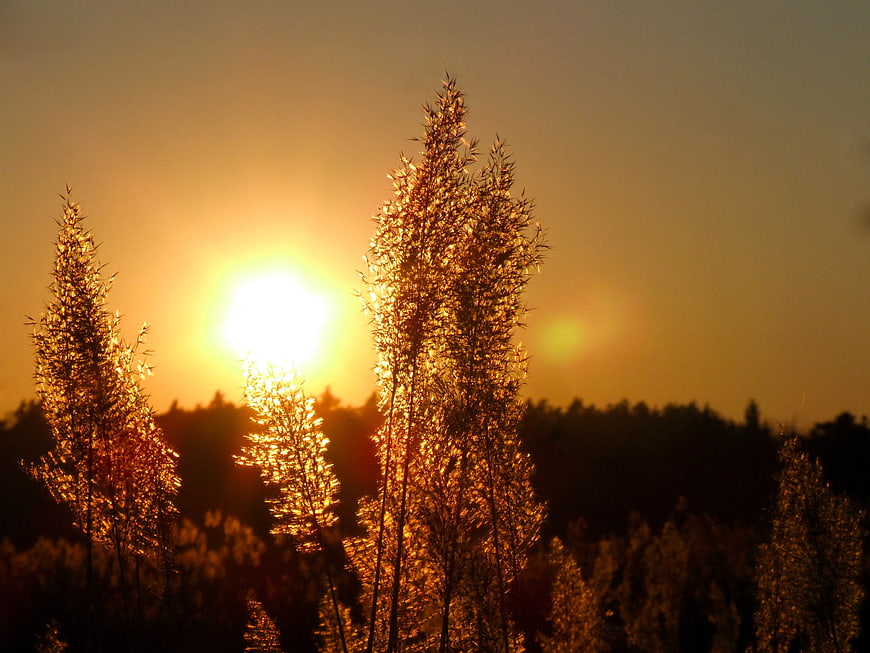 Backlit Trees Silhouette Against Golden Sunset Sky