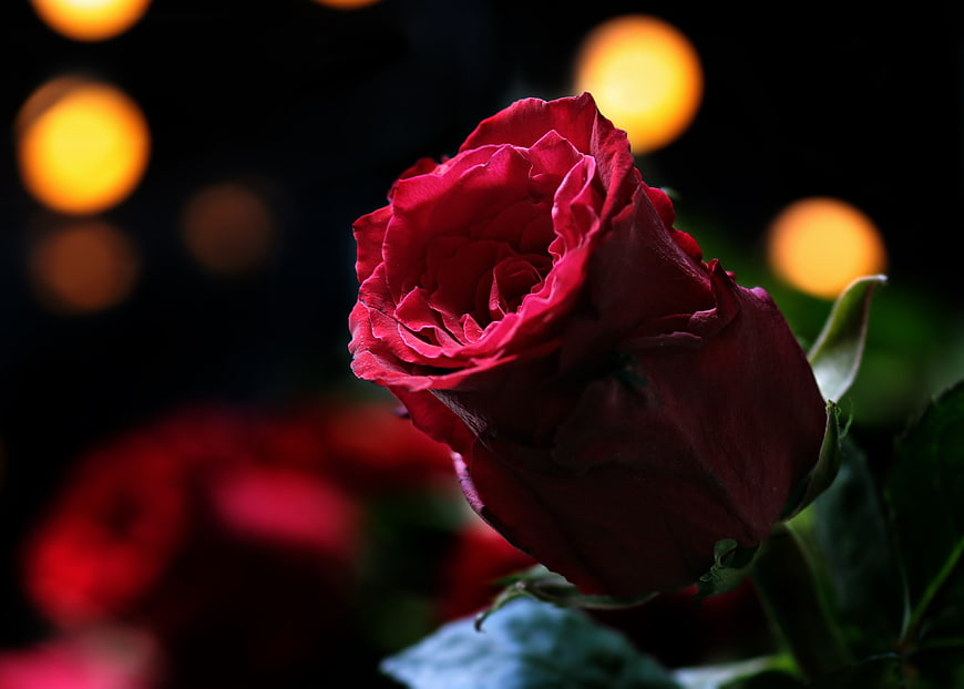 Close-up of a vibrant red rose with bokeh lights