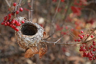 Empty bird nest on branch with red berries in autumn