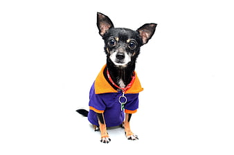 Charming Chihuahua Wearing Purple and Orange Shirt on White Background