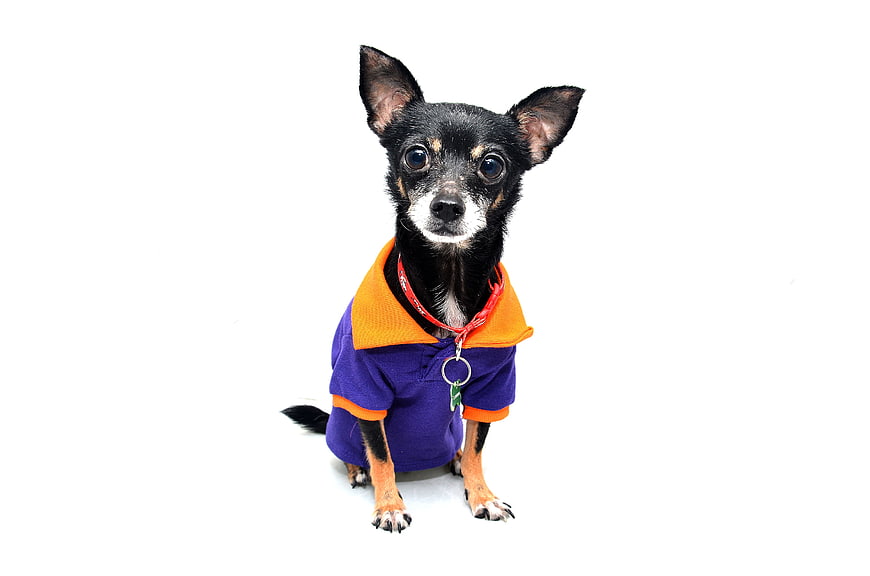 Charming Chihuahua Wearing Purple and Orange Shirt on White Background