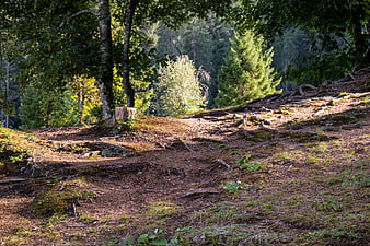 Sunlit Forest Floor with Exposed Roots and Mossy Ground