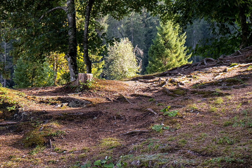 Sunlit Forest Floor with Exposed Roots and Mossy Ground