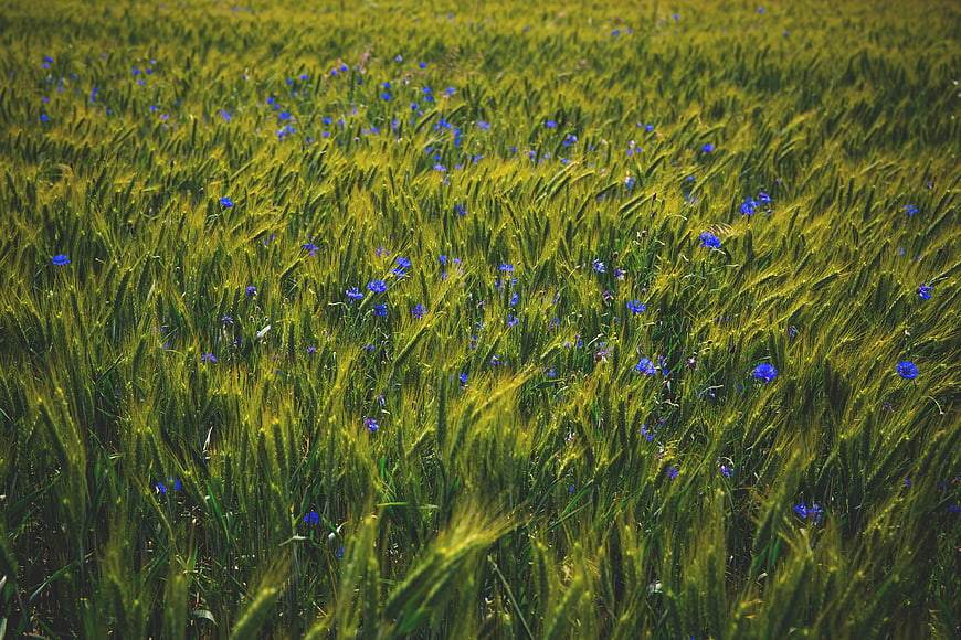 Green wheat field with blue cornflowers swaying in wind