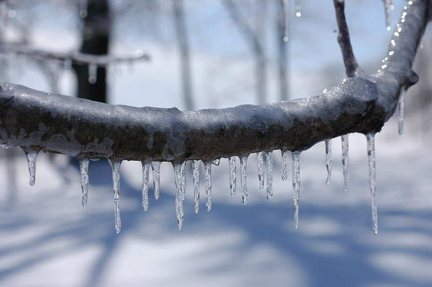 Icicles Hanging From Frozen Tree Branch In Winter Snow