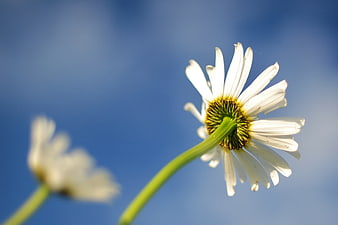 Close-up of white daisy flower against blue sky