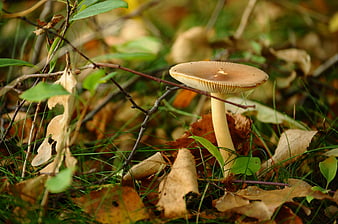 Close-up of a wild mushroom in an autumn forest