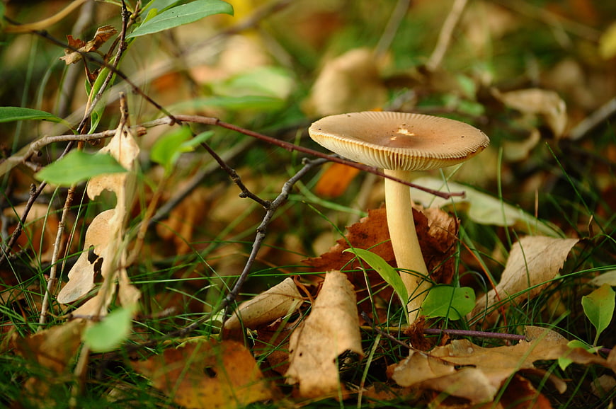 Close-up of a wild mushroom in an autumn forest