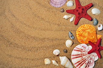 Seashells and Starfish on Sand Background