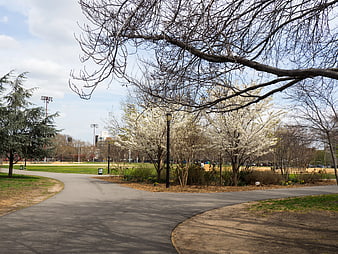Winding Path Through City Park with Spring Blossoms