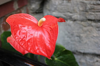 Close-up of vibrant red anthurium flower against stone wall