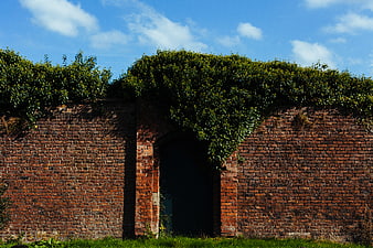 Old Brick Wall with Ivy and Arched Doorway