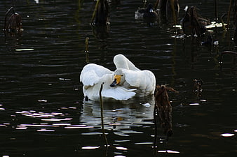 White Swan Preening Feathers on Dark Lake Water