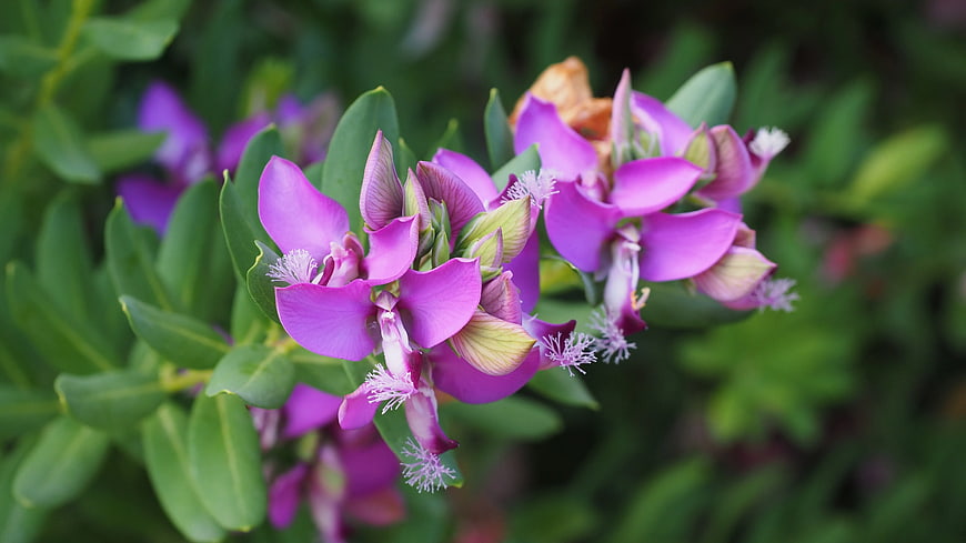 Close-up of vibrant purple flowers with green leaves