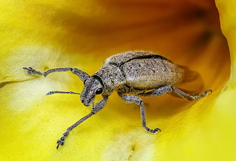 Macro photography of a weevil beetle on a yellow flower