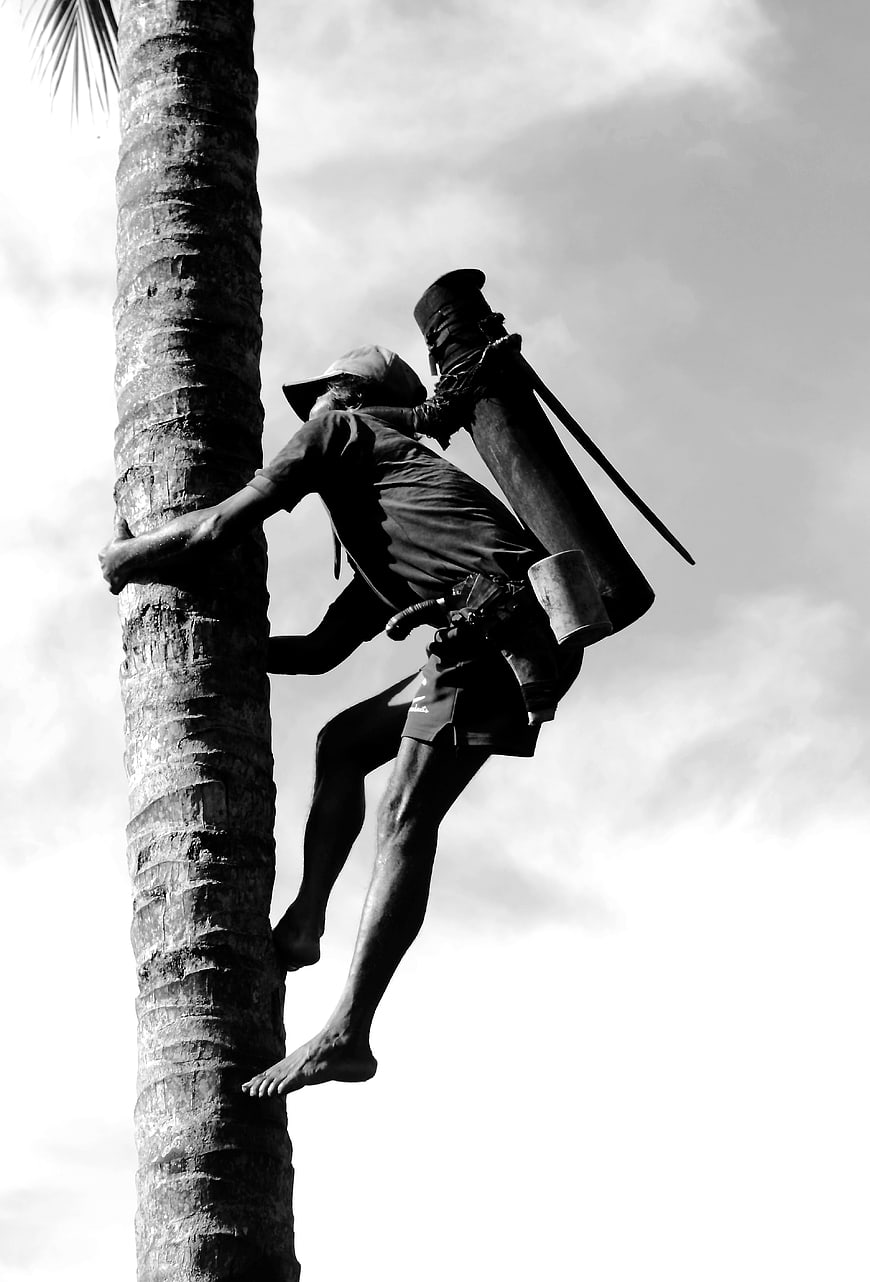 Man climbing coconut palm tree with machete