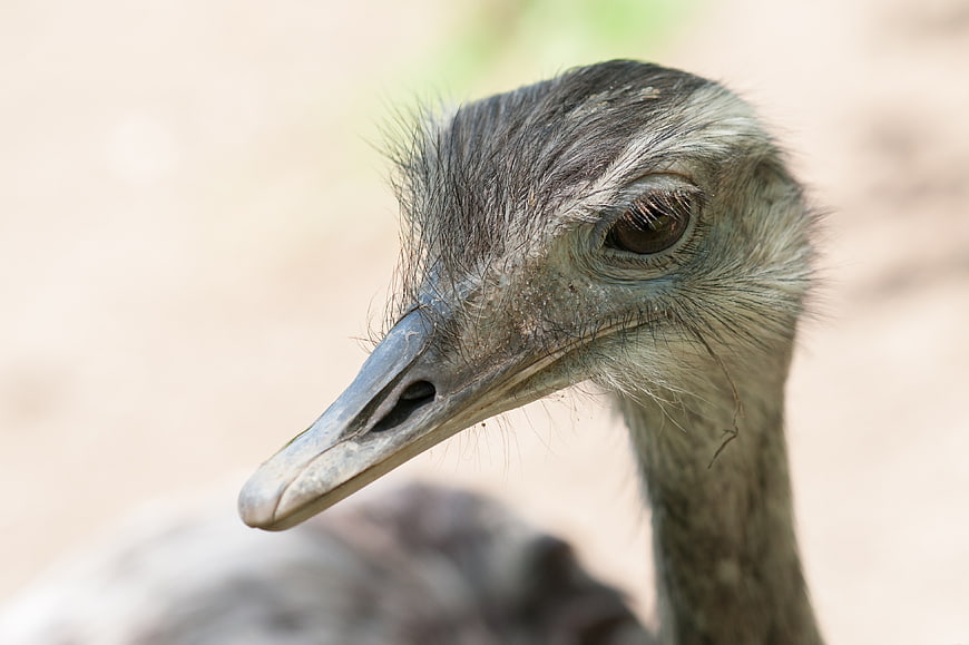 Close-up Portrait of an Ostrich Head and Eye