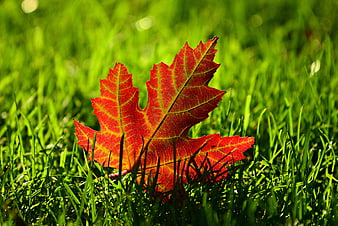 Vibrant Red Maple Leaf Resting On Green Grass In Autumn