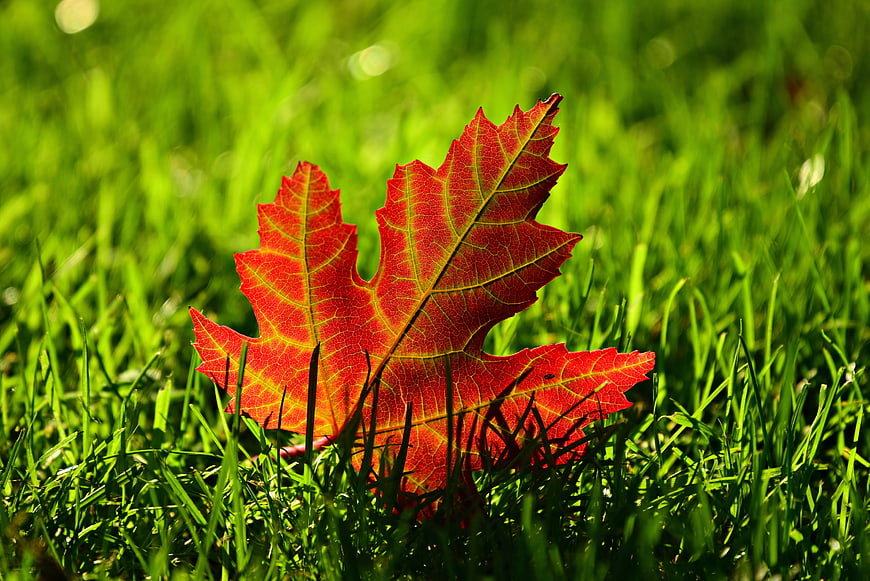 Vibrant Red Maple Leaf Resting On Green Grass In Autumn