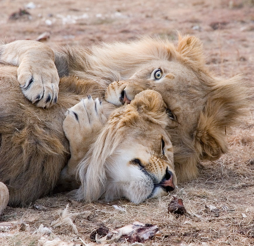 Two male lions resting and grooming in the wild