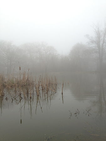 Misty Lake with Reeds and Bare Trees in Foggy Morning