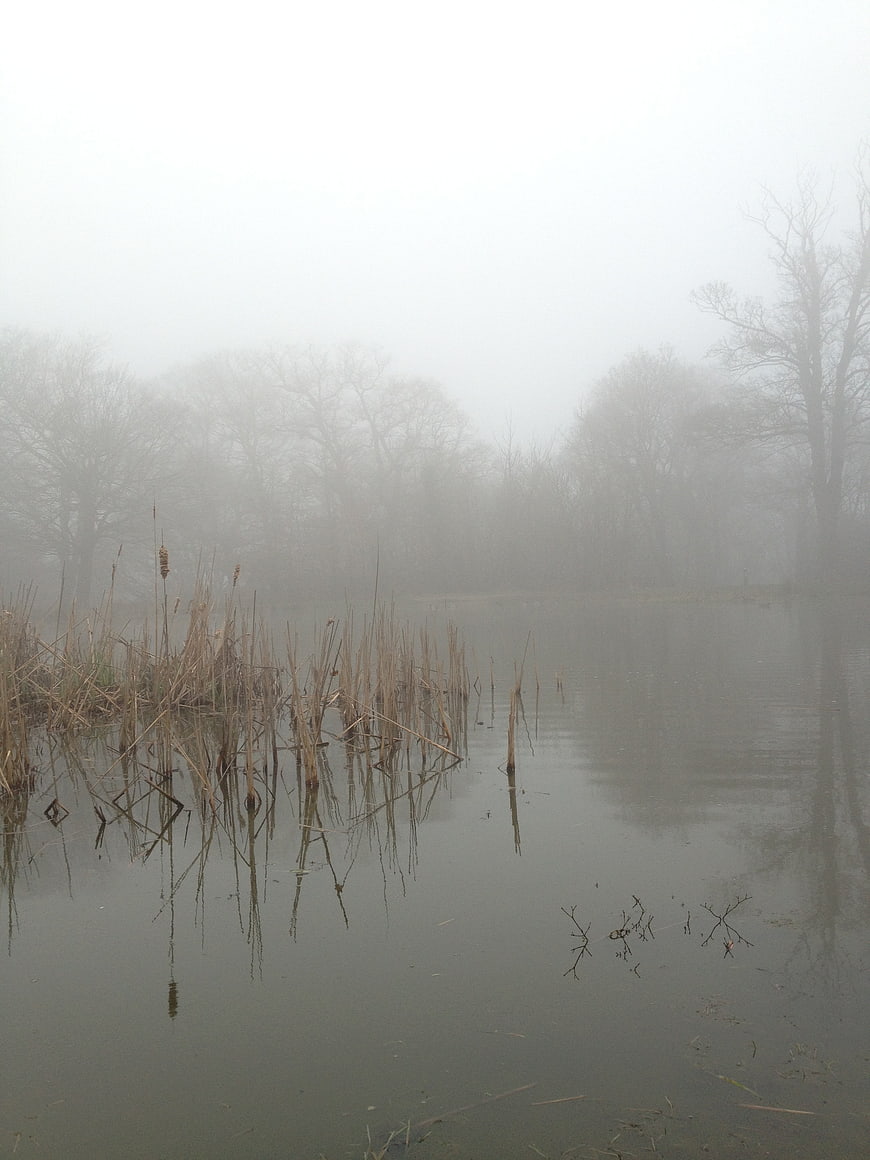 Misty Lake with Reeds and Bare Trees in Foggy Morning