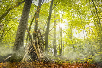 Sunlit forest with wooden treehouse structure and morning mist