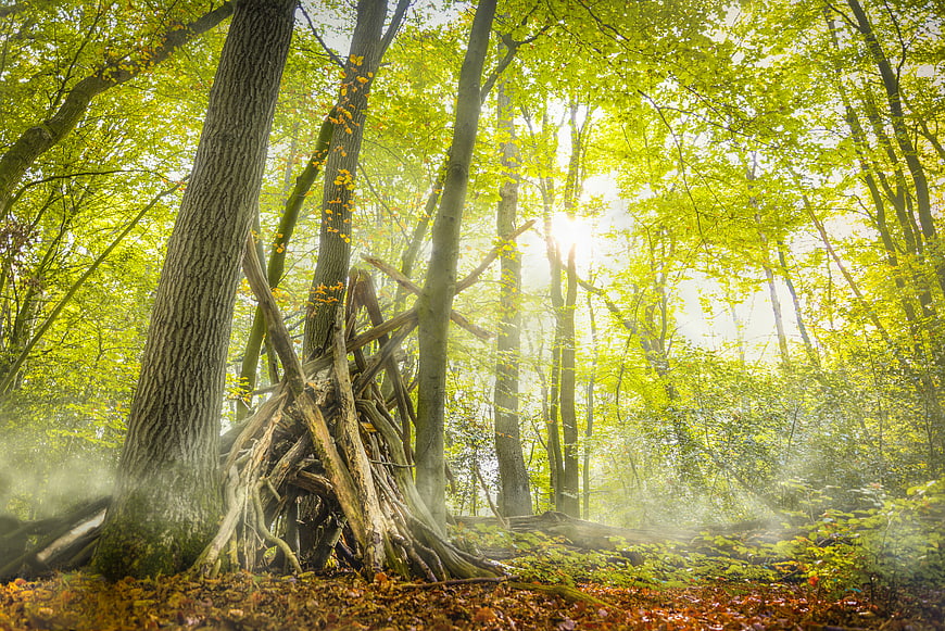 Sunlit forest with wooden treehouse structure and morning mist